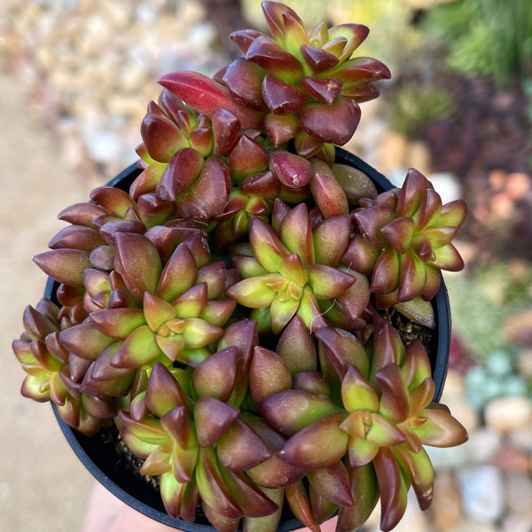 Sedum Adolphii Shooting Stars - Succulent Sunset Designs