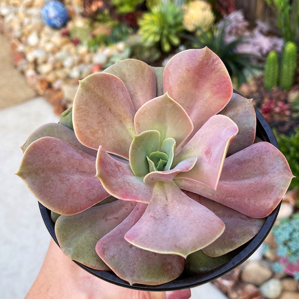 Echeveria Lolita