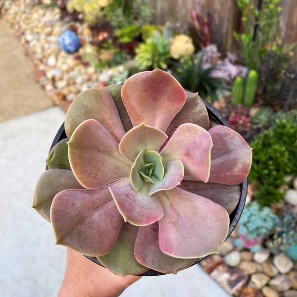 Echeveria Lolita