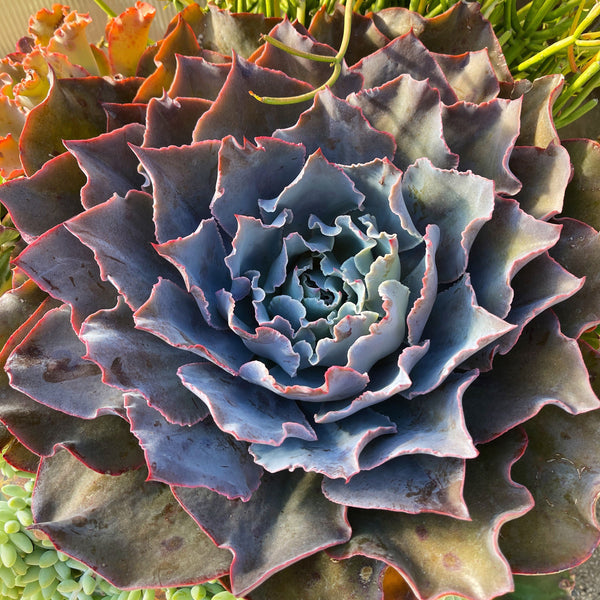 succulent sunset designs Echeveria Adromeda
