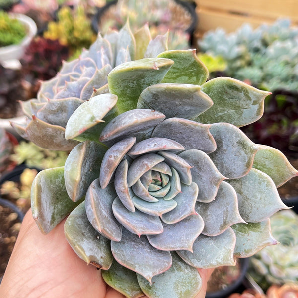Import Echeveria Sasa
