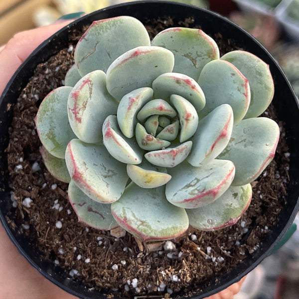 Import Echeveria Pudgy