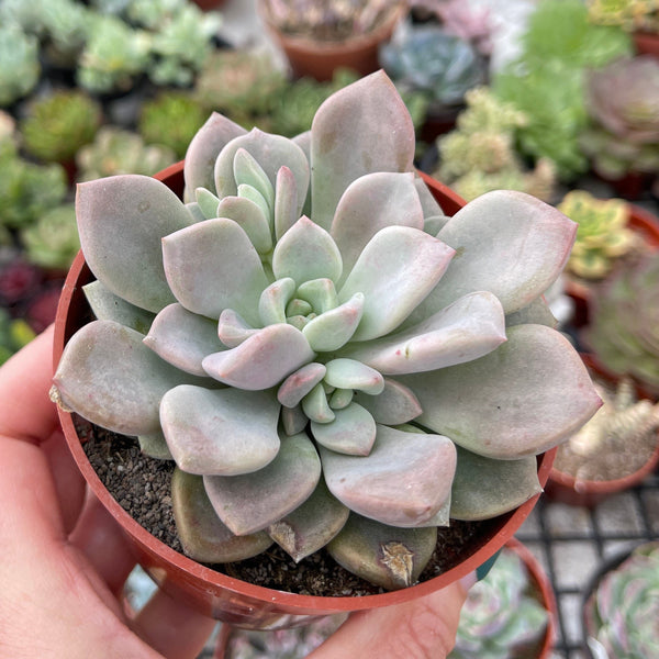 Import Graptoveria Pink Rosa