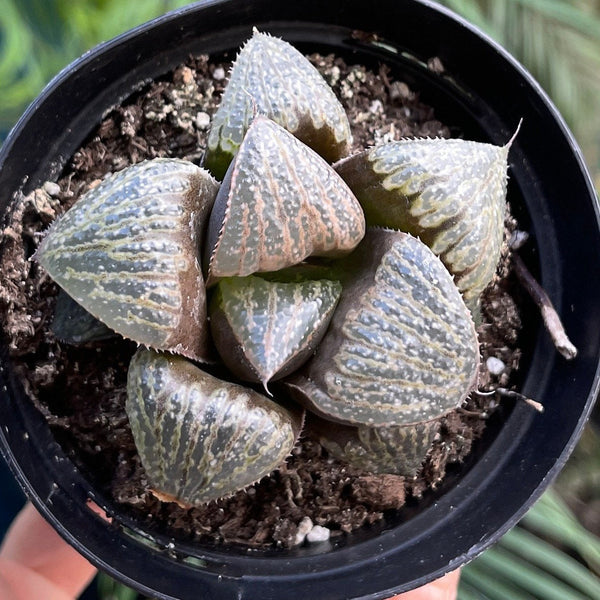 Haworthia Chocolate