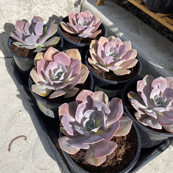 Echeveria Cream Puff | Live Succulent Plant | Pearlescent Succulent | Large Echeveria | Outdoor Plants
