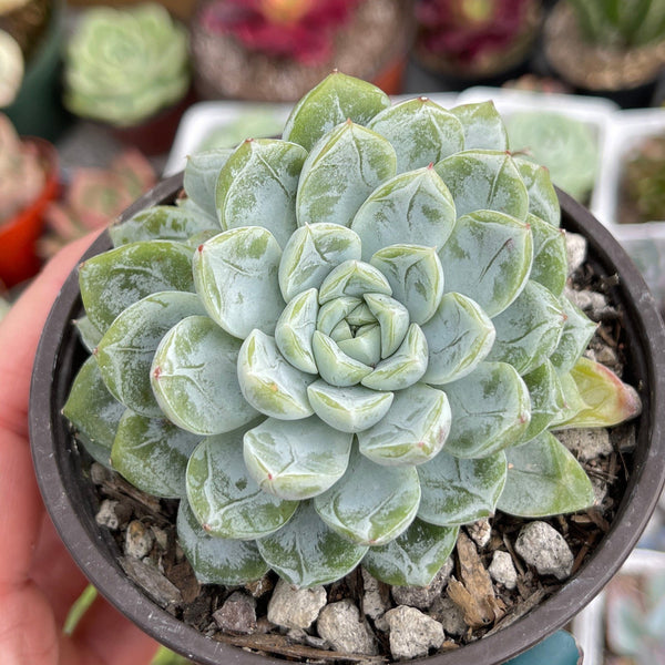 Import Echeveria Elsa