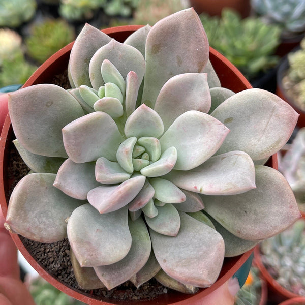 Import Graptoveria Pink Rosa