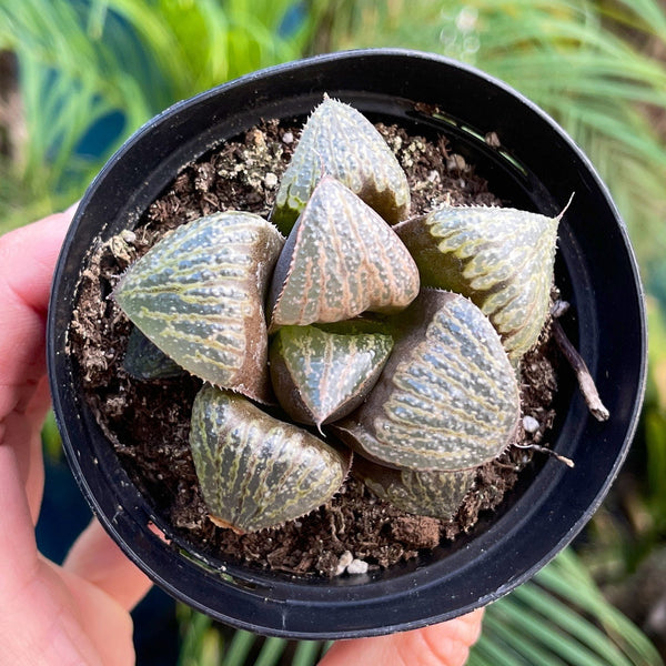 Haworthia Chocolate