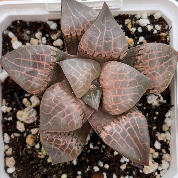 Haworthia