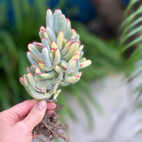 Import Cotyledon Variegata Long Form Plant | Rare Succulent |