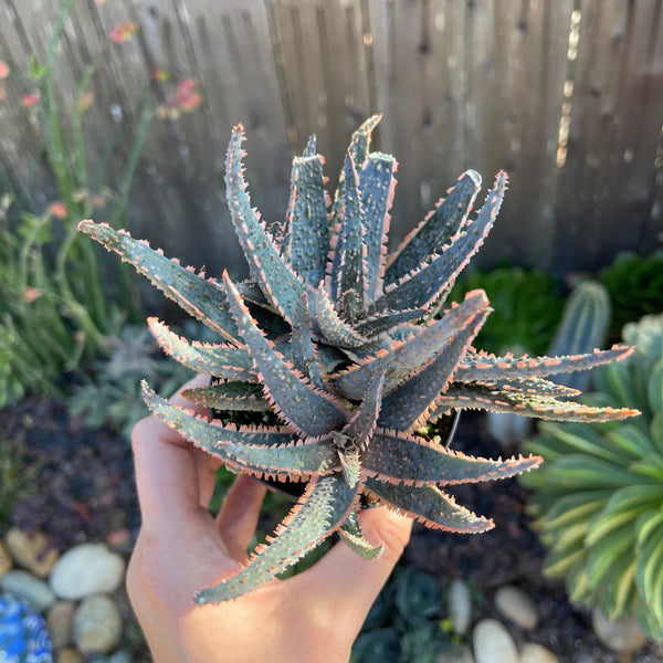 Rare Aloe Purple Haze