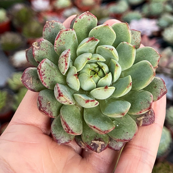 Import Echeveria Yeongji