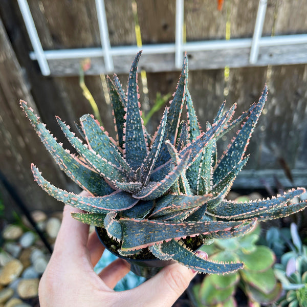 Rare Aloe Purple Haze