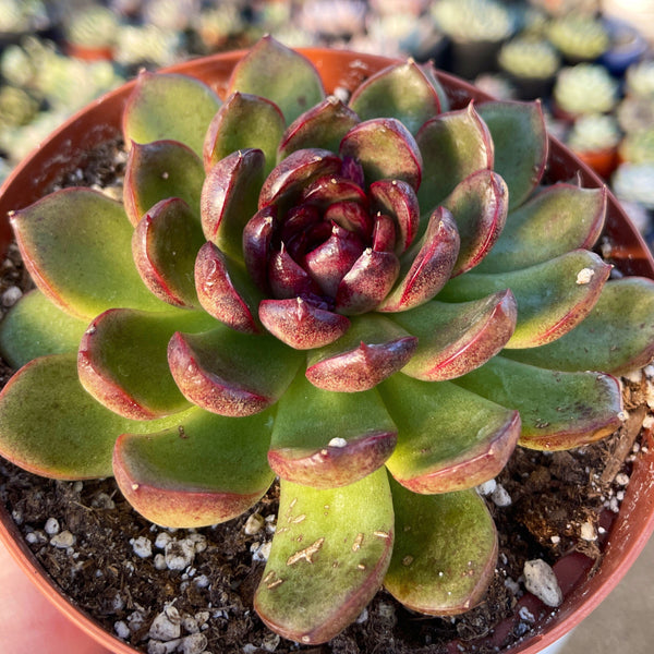 neon succulents Echeveria Neon Breaker