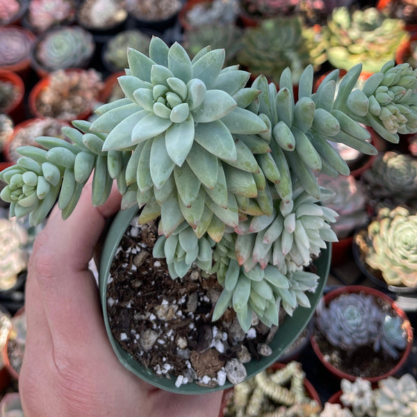 Import Sedeveria Superbrow - some variegation