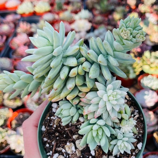 Import Sedeveria Superbrow - some variegation