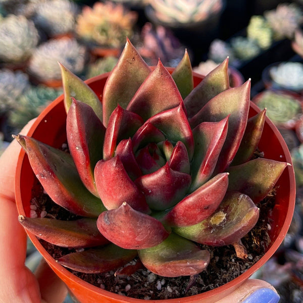 Import Agavoides Hybrid