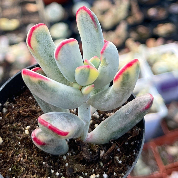 Import Cotyledon Variegata |Unicorn Plant | Rare Succulent | Long Leaf |Lady Fingers