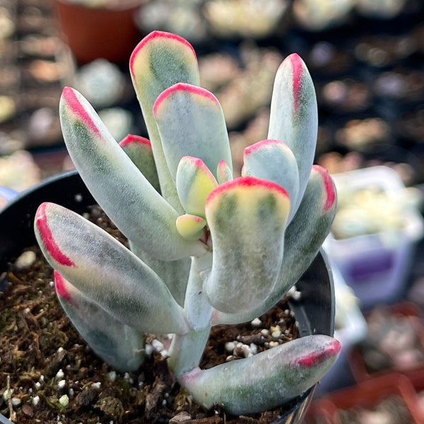 Import Cotyledon Variegata |Unicorn Plant | Rare Succulent | Long Leaf |Lady Fingers