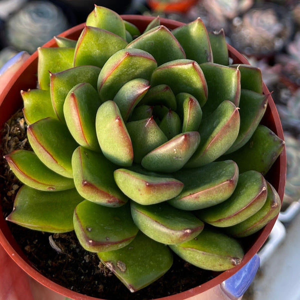 Import Agavoides Hybrid