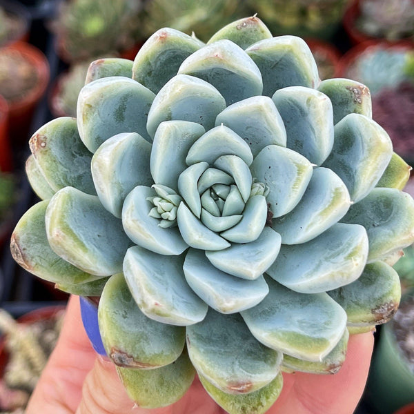 blue bunny succulent Echeveria Snow Bunny