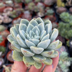 snow bunny succulent Echeveria Snow Bunny