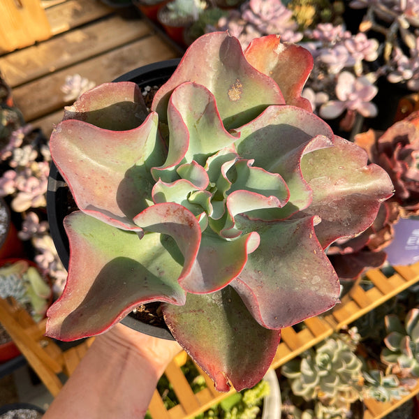 Import Echeveria Subridgida Succulent Plant | Container Garden | Cutting