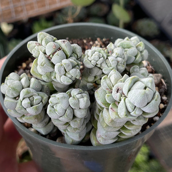 Import Crassula Deceptor