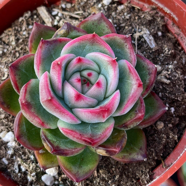 Import Agavoides Sp Succulent Plant | Container Garden | Rooted succulent