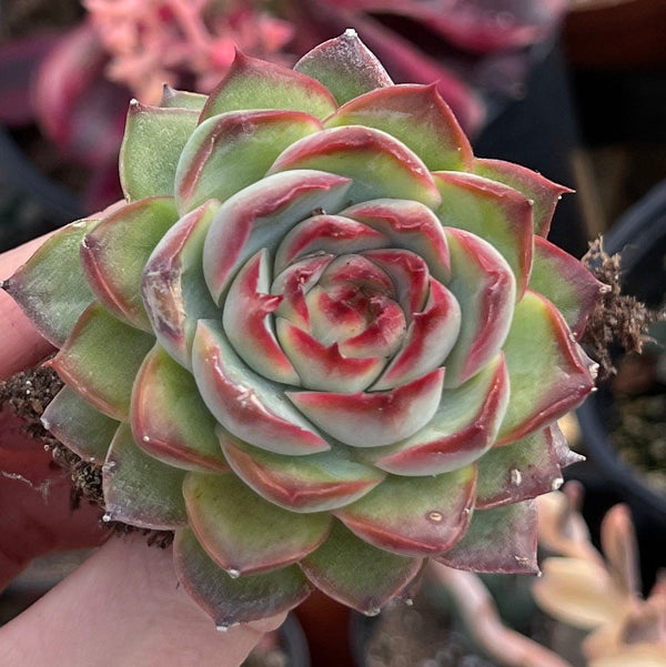Import Echeveria Pomos| Succulent Plant | Container Garden | Rooted succulent