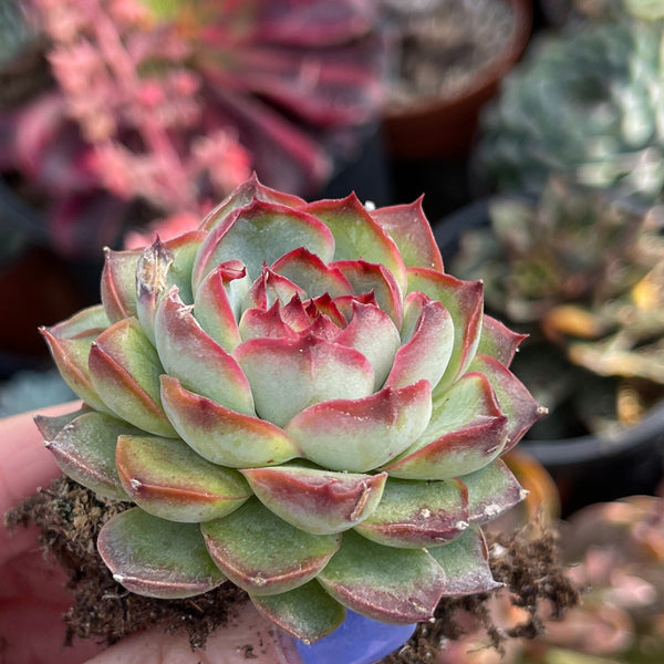 Import Echeveria Pomos| Succulent Plant | Container Garden | Rooted succulent