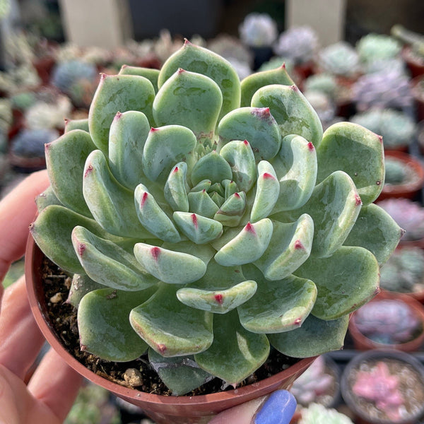 Import Echeveria sp Succulent Plant | Container Garden | Rooted succulent