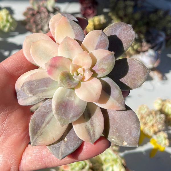 Import Graptopetalum Superbum Variegated