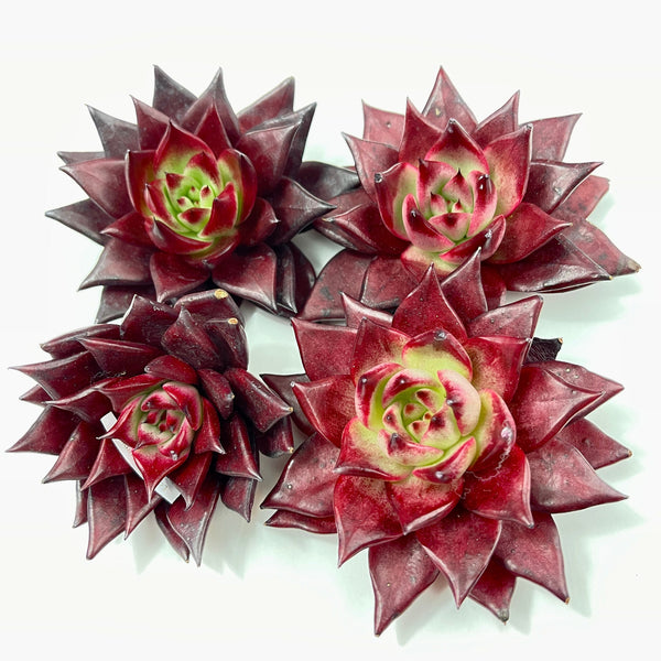 Import Agavoides Luming