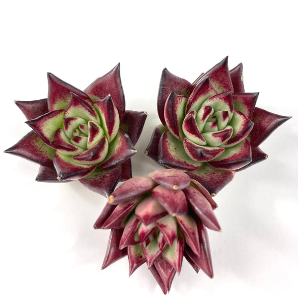 Import Agavoides Topaz