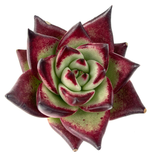 Import Agavoides Topaz