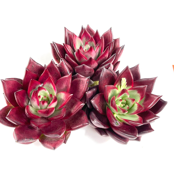 Import Agavoides Ebony
