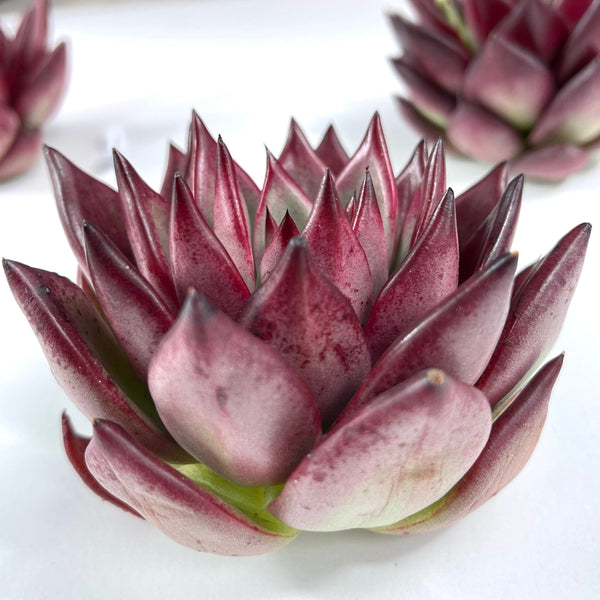 Import Agavoides Ebony