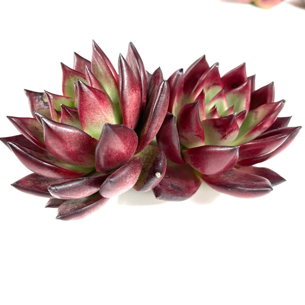 Import Agavoides Sp