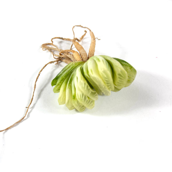 Import Haworthia Emerald Variegata