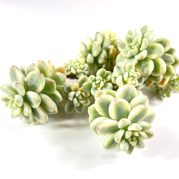 Import Sedum Clavatum Variegata