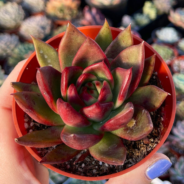 Import Agavoides Hybrid