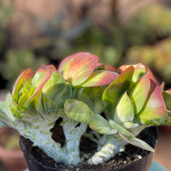 Import Kalanchoe Fantistic Variegated Crest | Mermaid Tail Plant