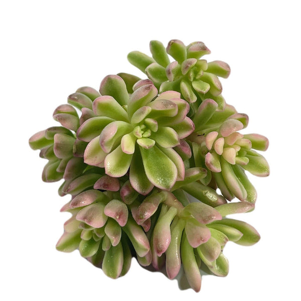 Import Sedum Joyce Tulloch Variegata