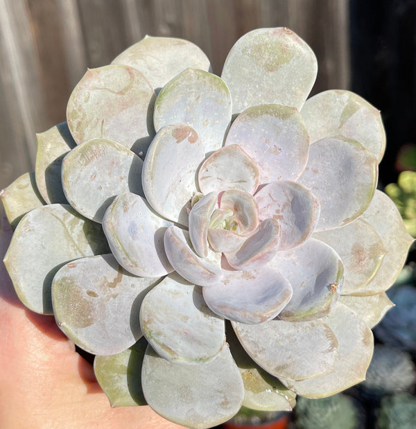 Import Echeveria Tiramisu | Succulent Plant | Container Garden | Rooted succulent