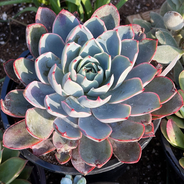 Import Echeveria Hera Succulent Plant | Container Garden | Rooted succulent