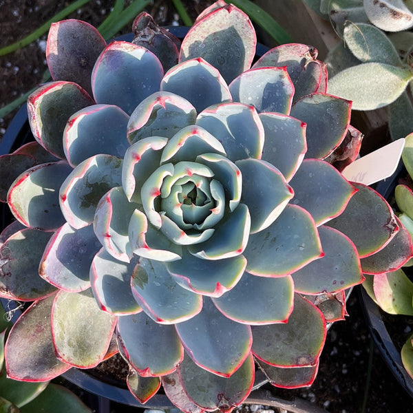 Import Echeveria Hera Succulent Plant | Container Garden | Rooted succulent