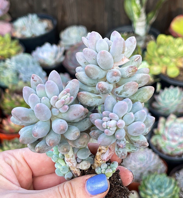 Import Pachyphytum Machucae Baby Fingers | Container Garden | Rooted succulent