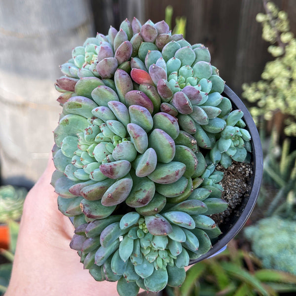 Import Echeveria Green Surf Succulent Plant | Container Garden | Rooted succulent