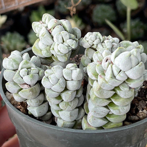 Import Crassula Deceptor